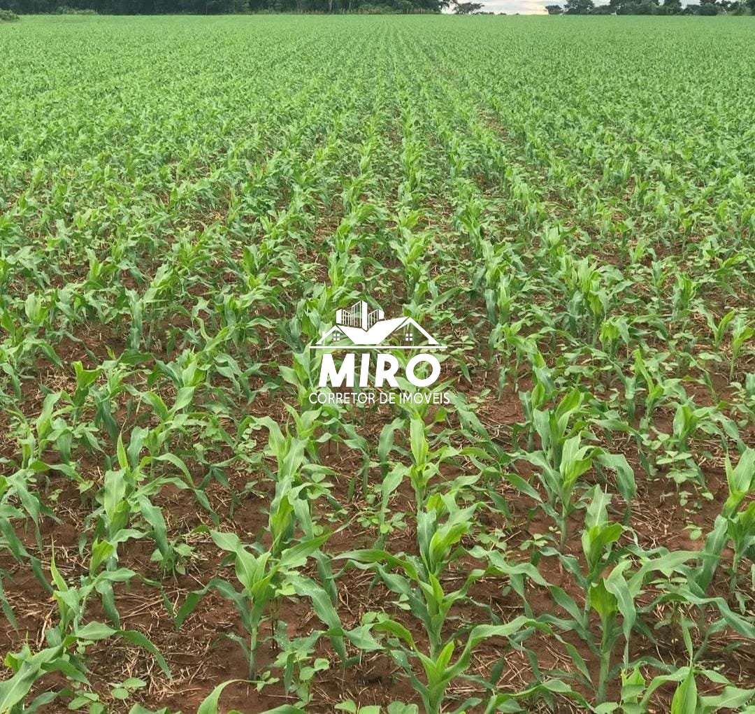 Imagem 3 de Fazenda de Dupla Aptidão à Venda em Rondônia, RO!